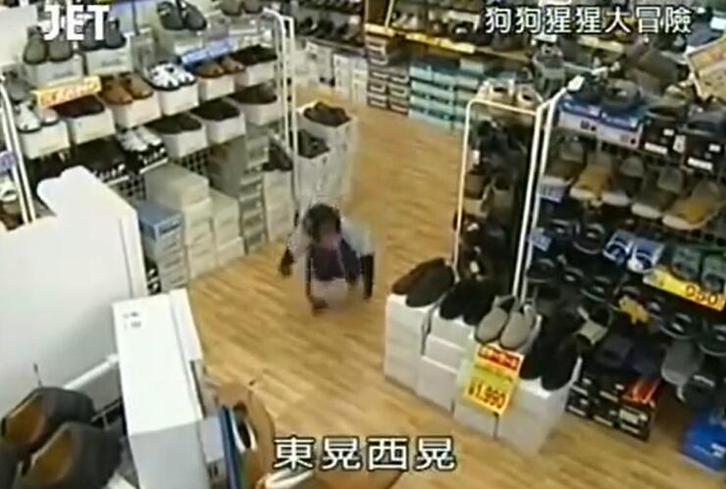 《猩猩狗狗大冒险》：小庞变身模仿达人，连詹姆斯都想跟他学习